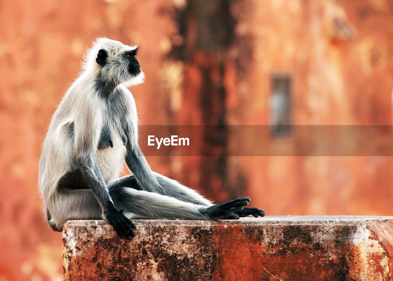 Langur looking away while sitting on wall at jaigarh fort