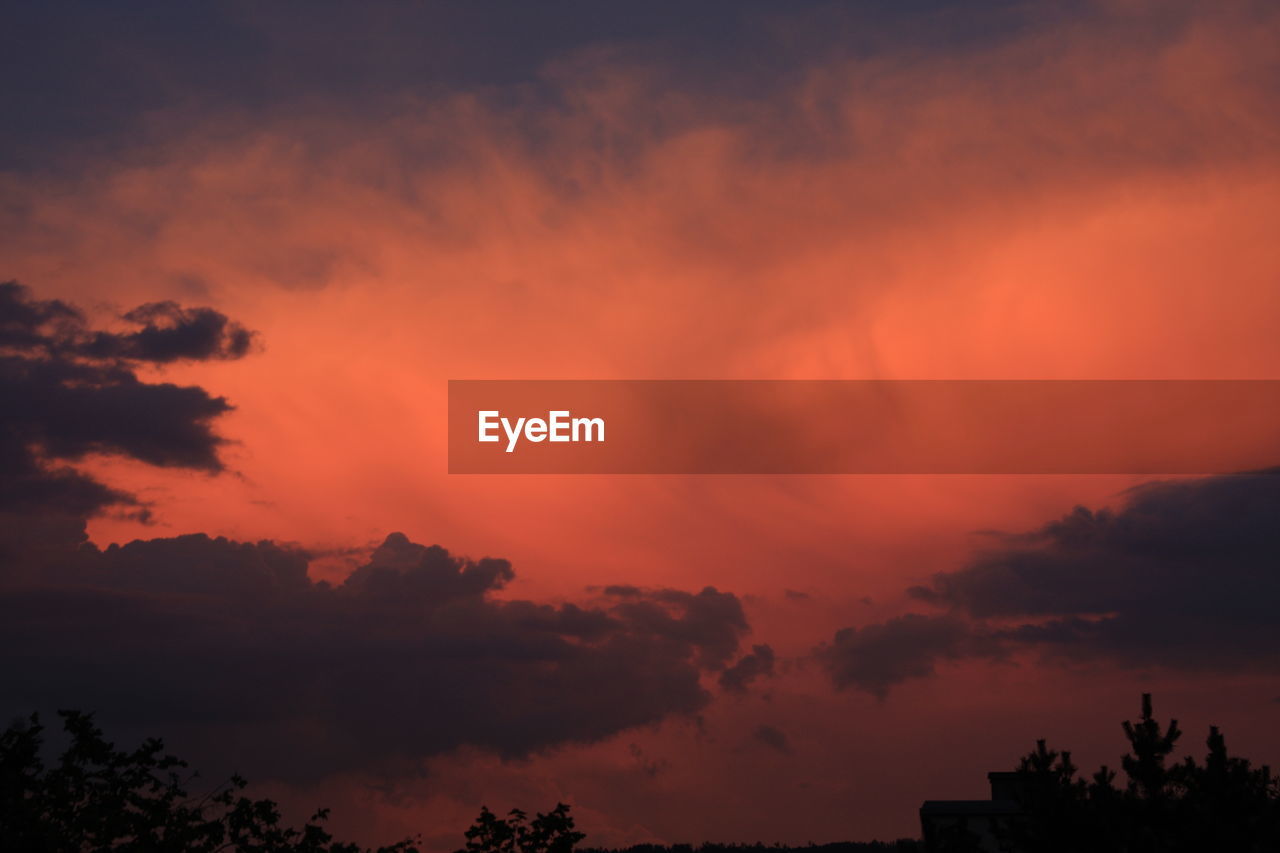 LOW ANGLE VIEW OF SILHOUETTE TREES AGAINST SKY