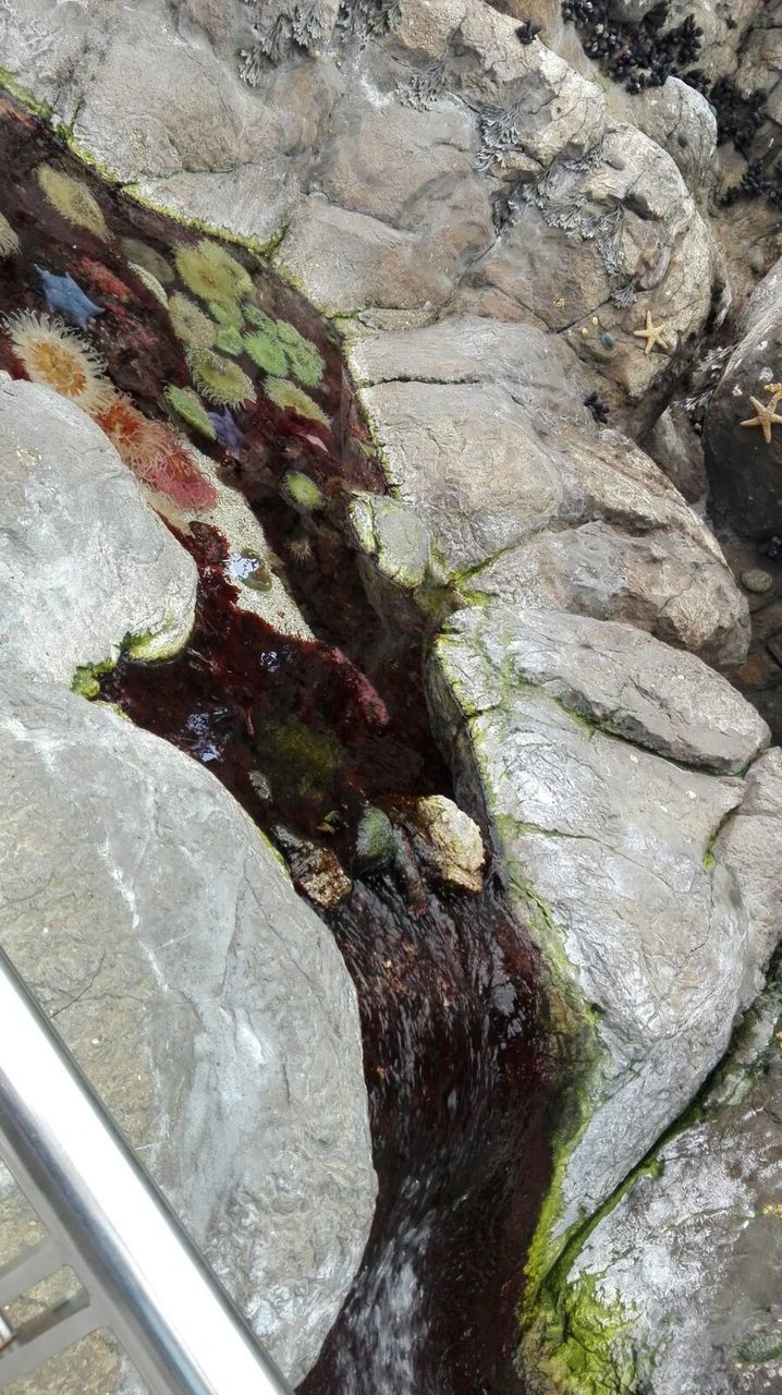 CLOSE-UP OF ROCKS ON TREE