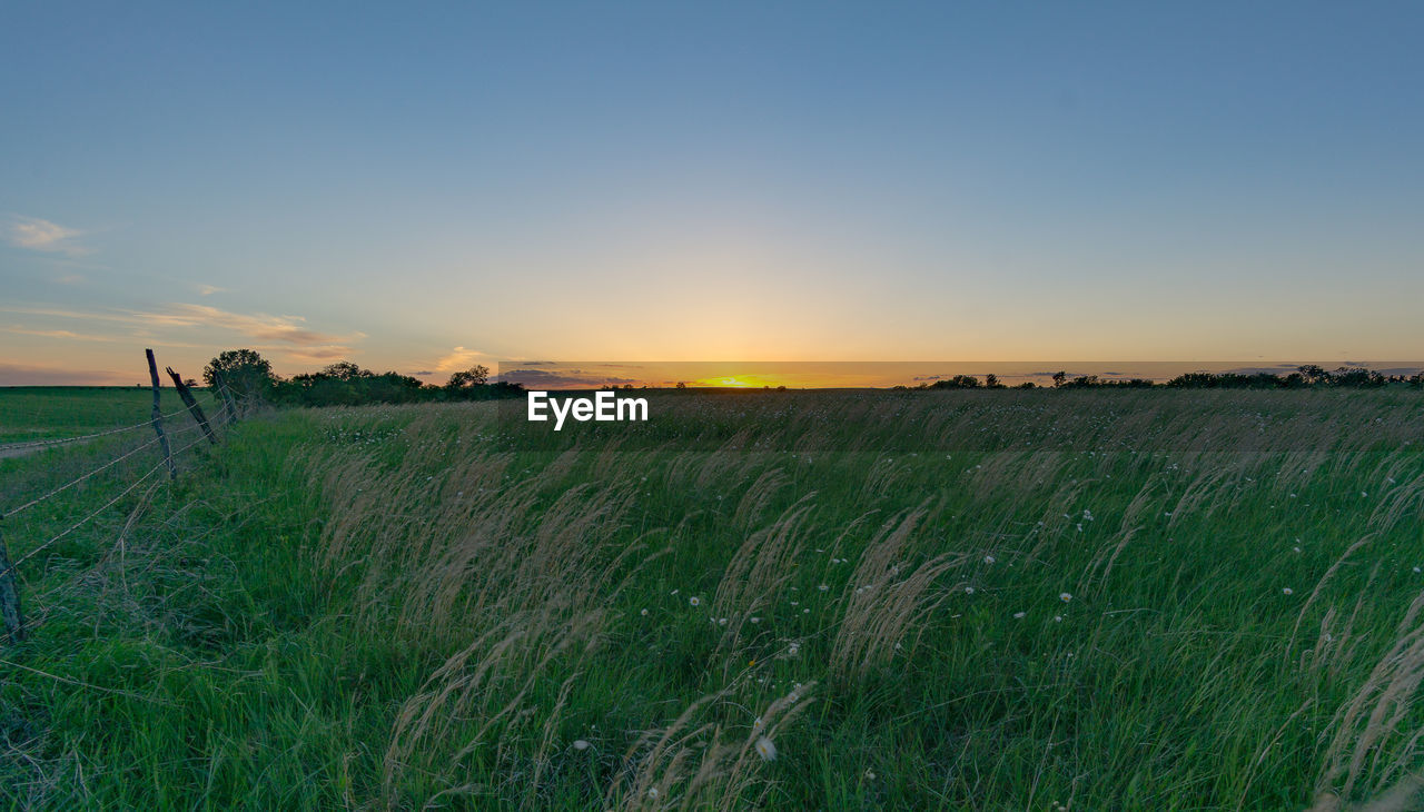 Scenic view of agricultural field against sky during sunset