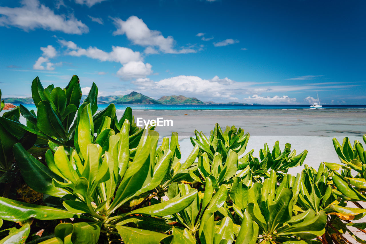 PLANTS AND SEA AGAINST SKY