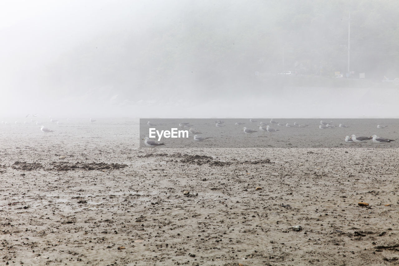 Seagulls perching on sand at beach in foggy weather