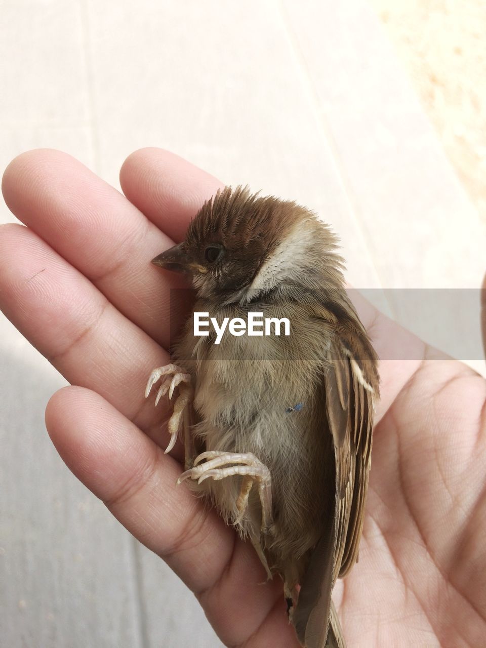 MIDSECTION OF PERSON HOLDING BIRD