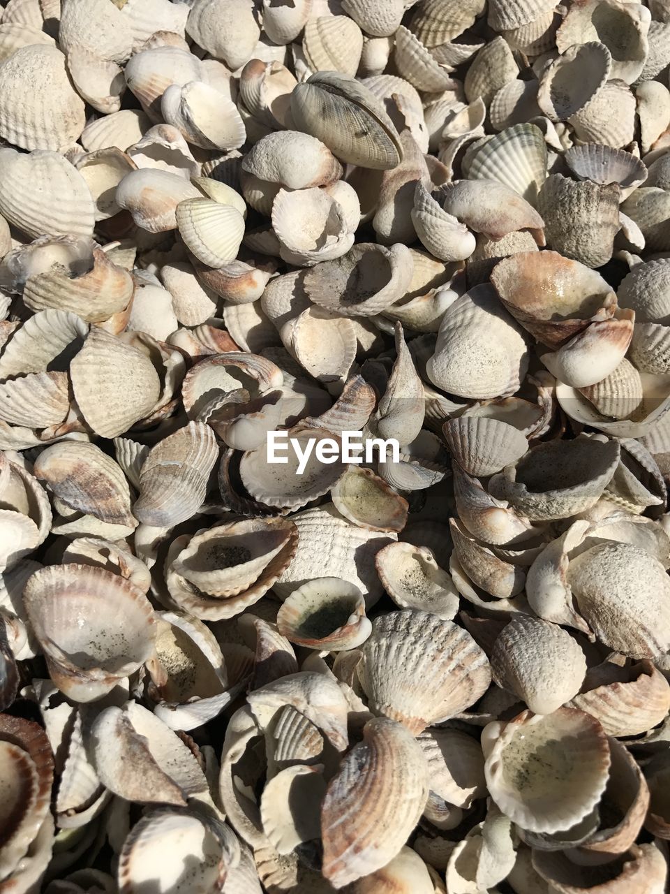 FULL FRAME SHOT OF SHELLS ON SEASHELLS