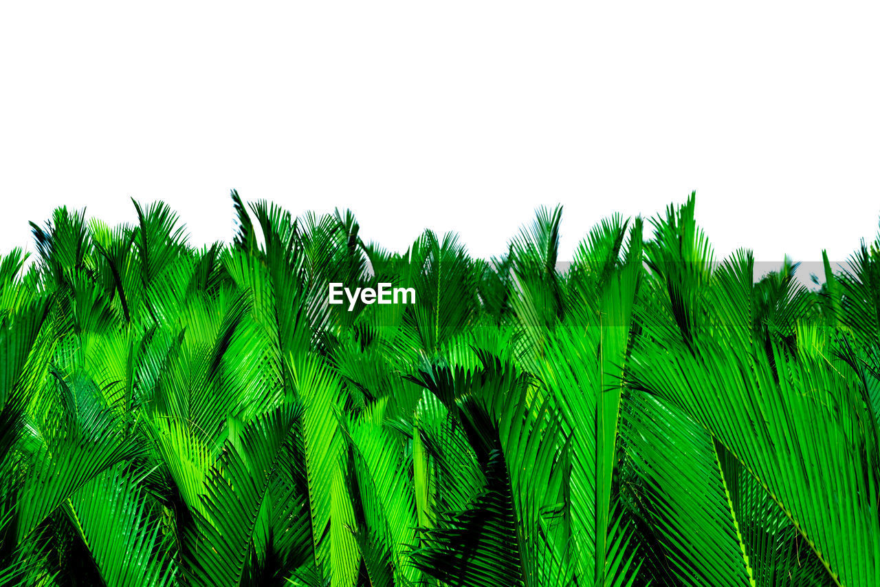 CLOSE-UP OF FRESH PLANTS AGAINST CLEAR SKY