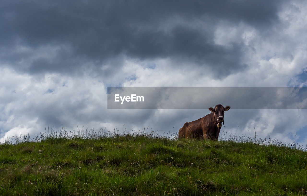 Low angle view of cow on field against cloudy sky