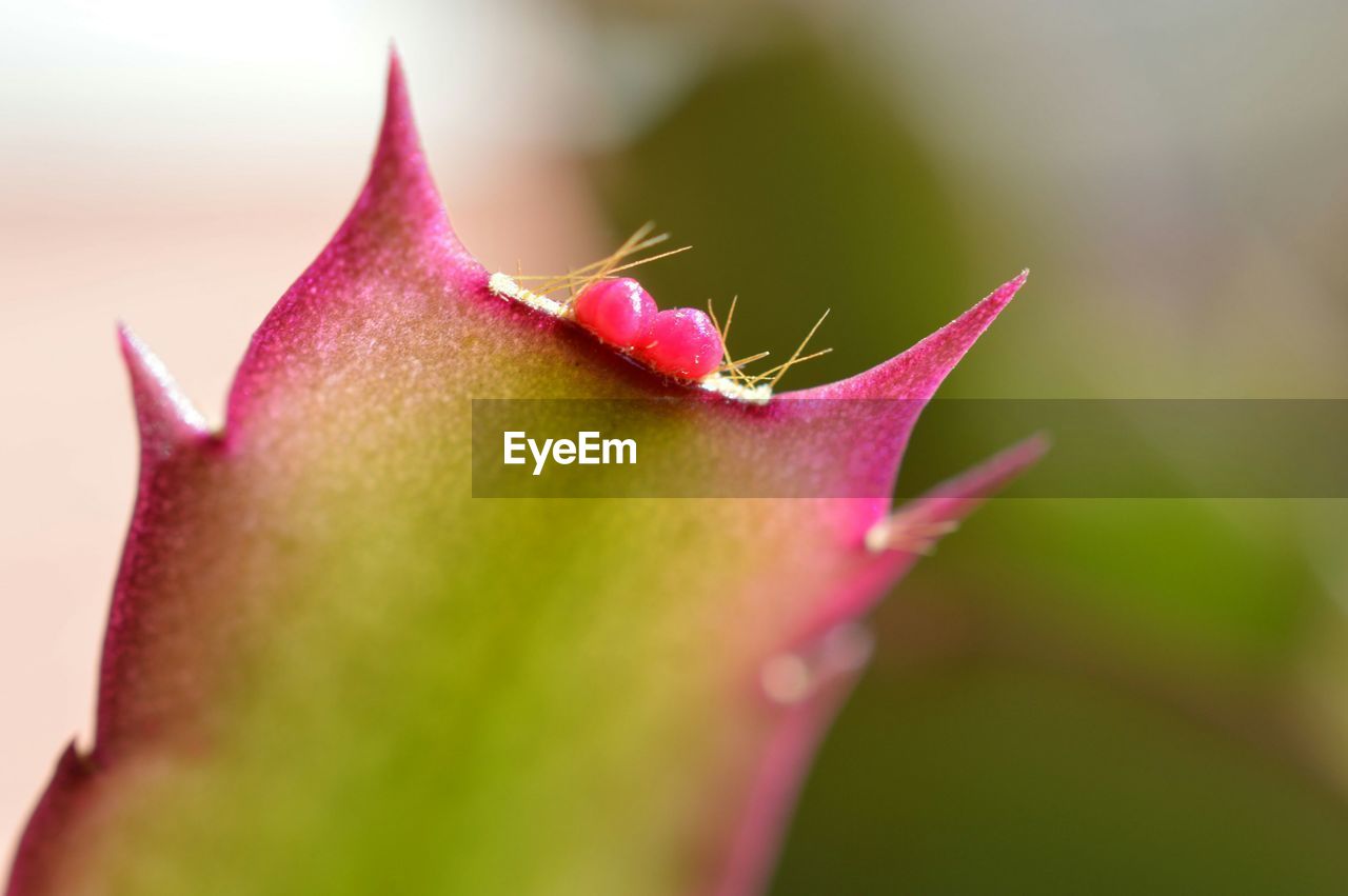 CLOSE-UP OF RED FLOWER