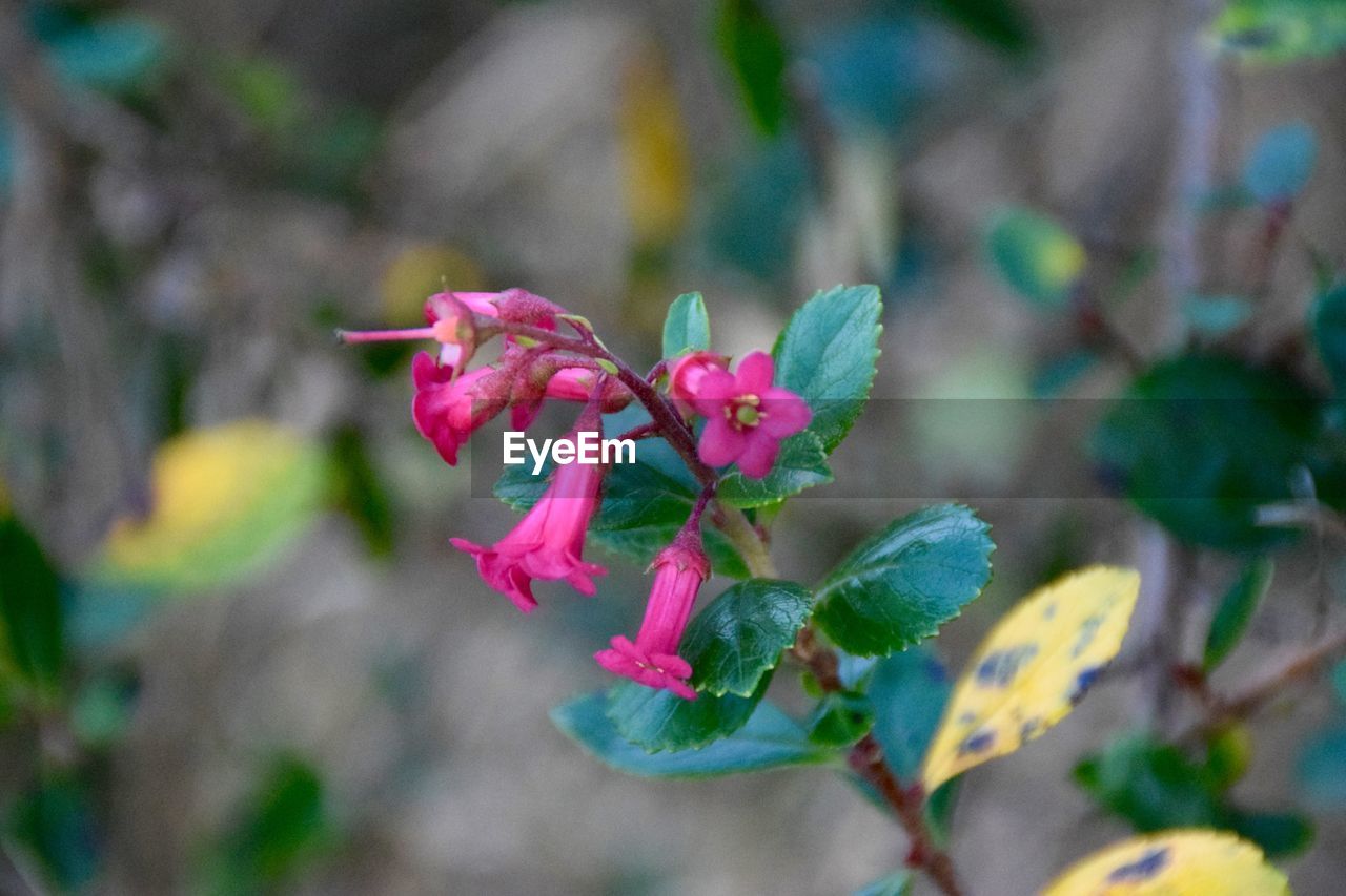 Close-up of pink flowers blooming in garden