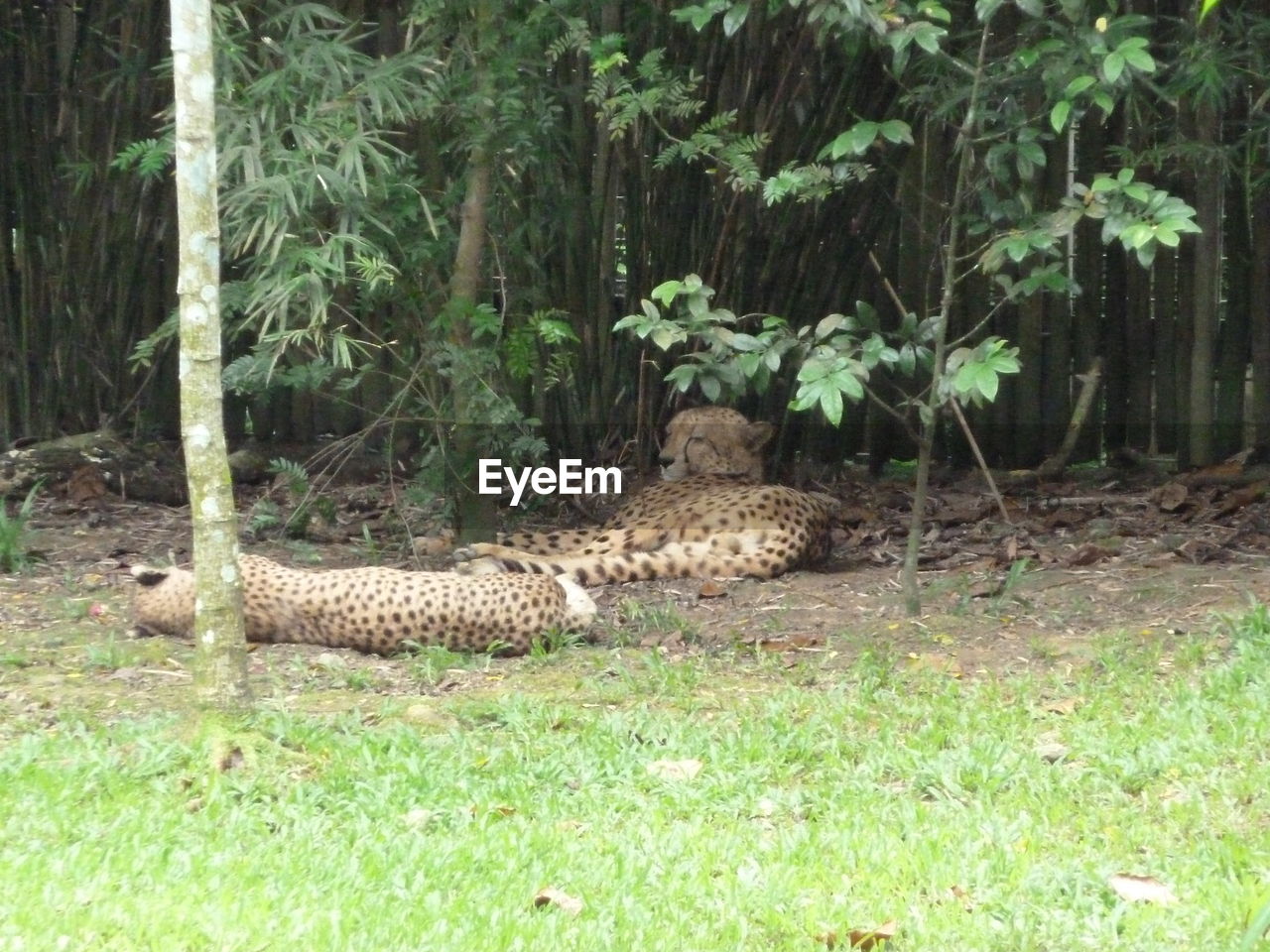 VIEW OF A CAT ON FIELD