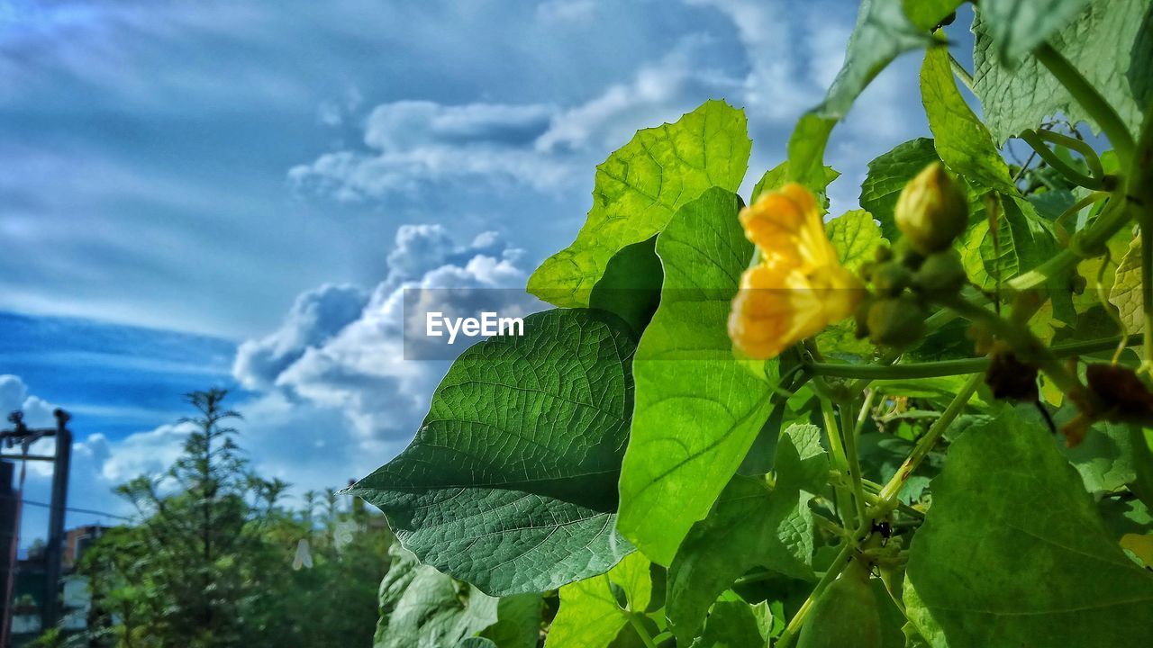 CLOSE-UP OF FRESH GREEN LEAVES AGAINST SKY