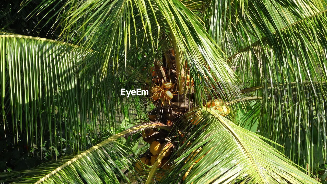 CLOSE-UP OF PALM TREES
