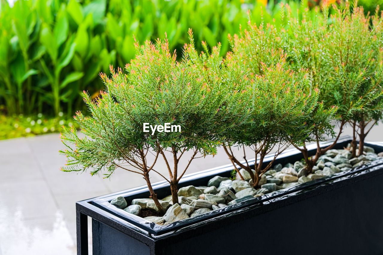 CLOSE-UP OF POTTED PLANTS IN BACKYARD