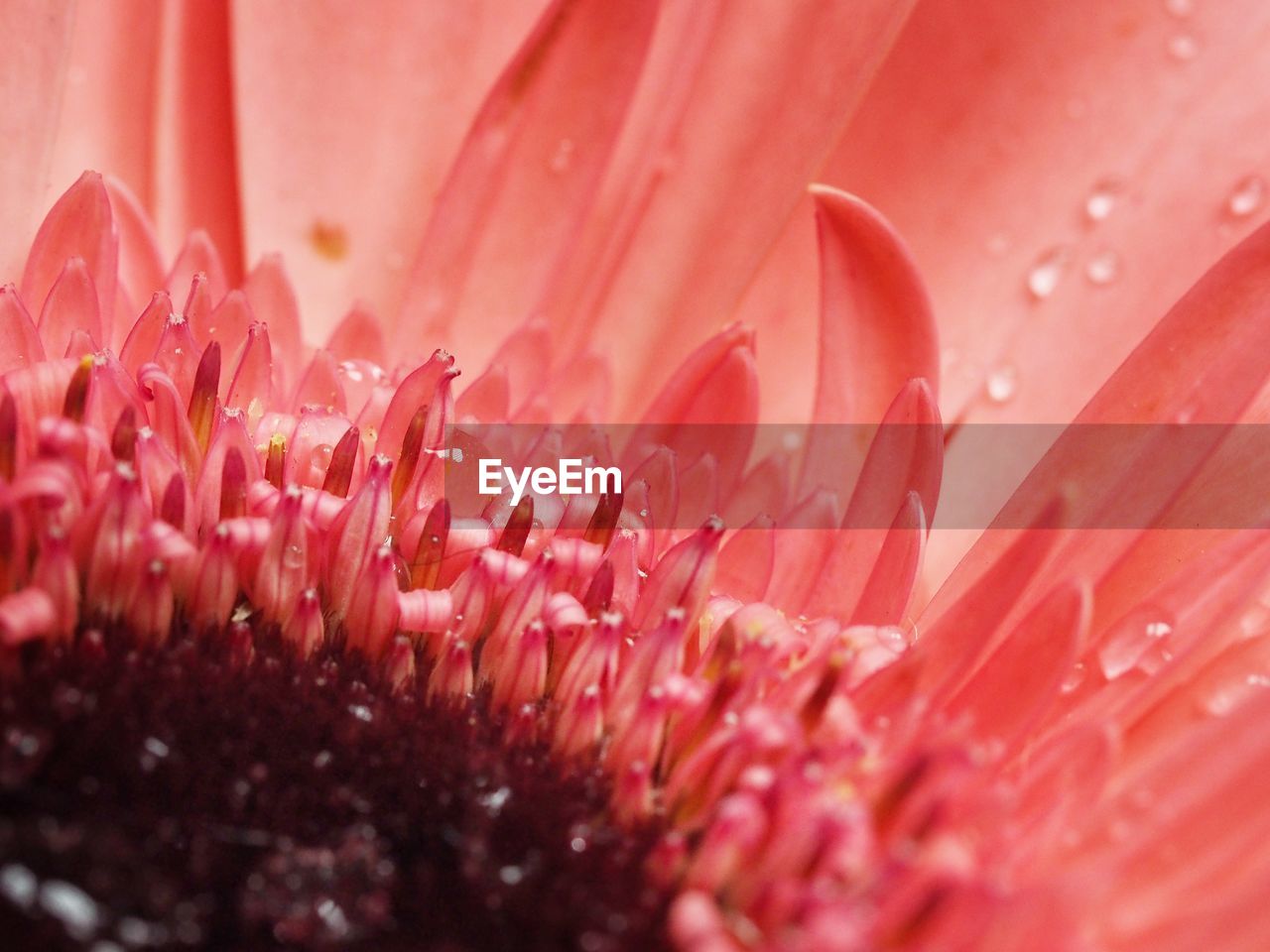 Close-up of water drops on red flower