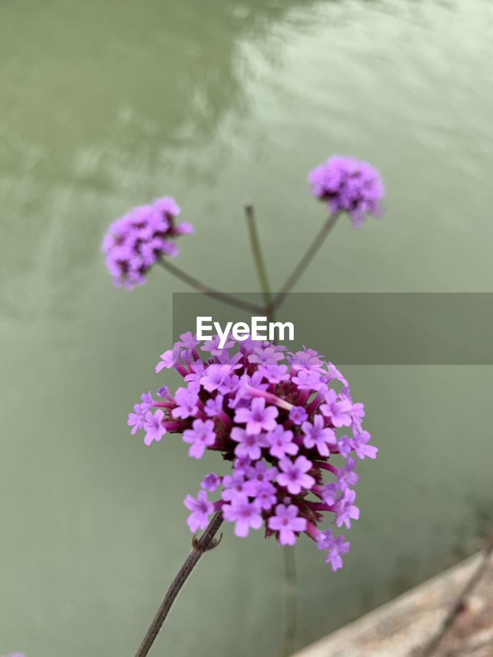 Close-up of purple flowering plant