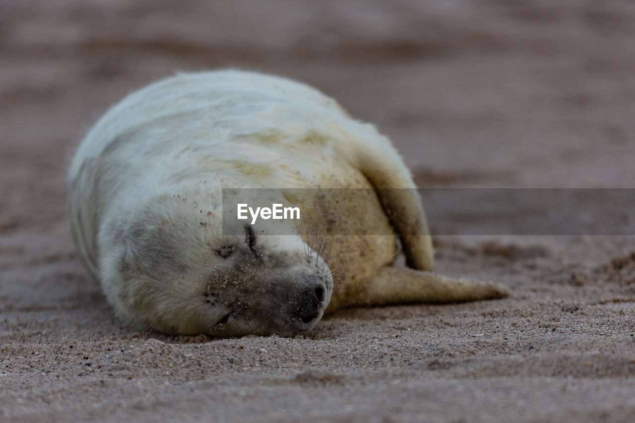 Close-up of a grey seal pup sleeping on sand