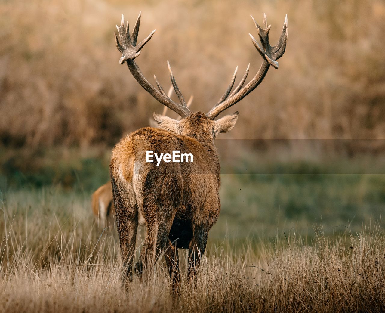 animal, animal themes, animal wildlife, wildlife, mammal, prairie, one animal, deer, no people, elk, grassland, nature, antler, grass, plant, reindeer, outdoors, brown, day, portrait