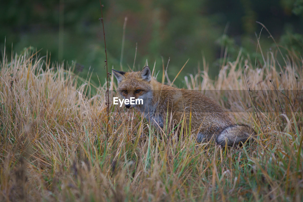 SQUIRREL ON GRASS FIELD