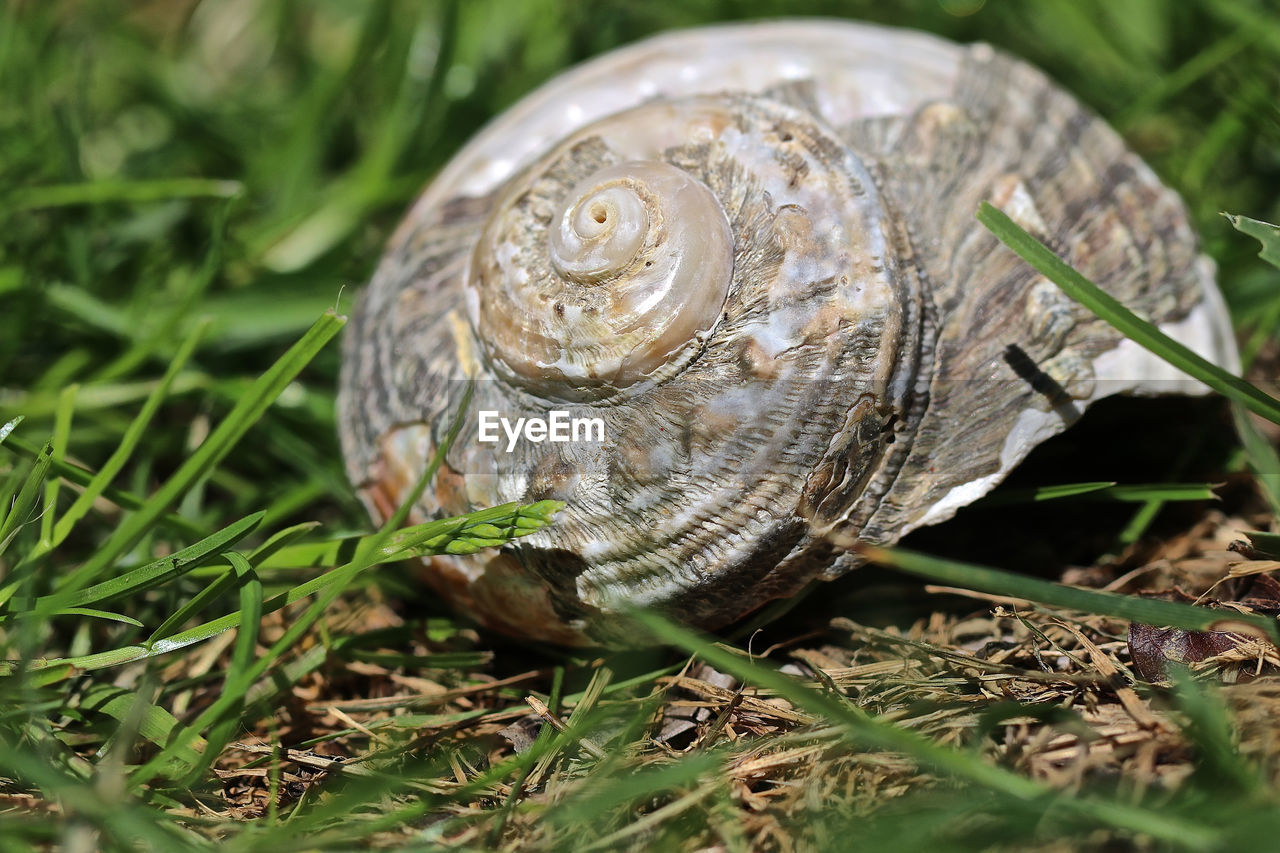 CLOSE-UP OF SNAIL ON GROUND