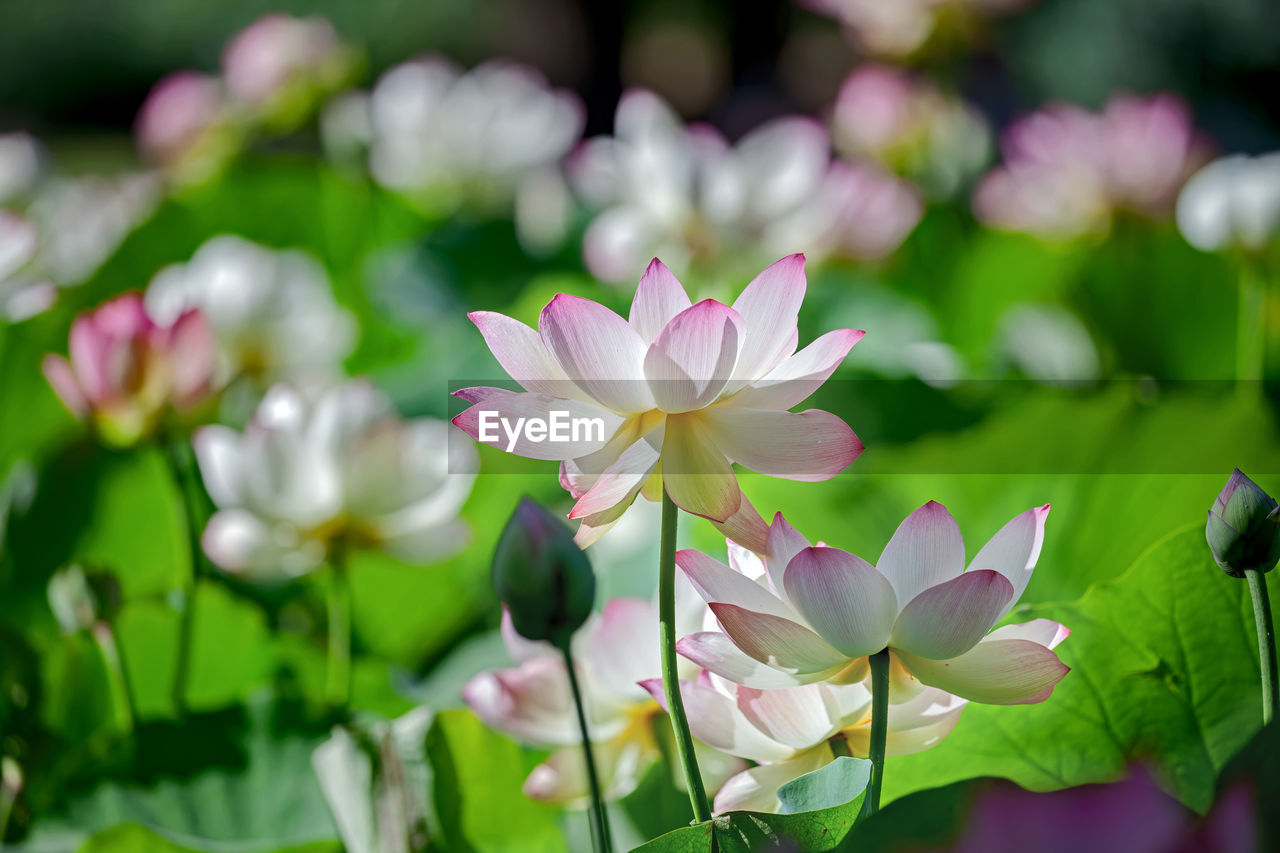 flower, flowering plant, plant, freshness, beauty in nature, water lily, leaf, nature, plant part, aquatic plant, green, lotus water lily, pink, petal, pond, flower head, close-up, social issues, inflorescence, water, blossom, proteales, environmental conservation, environment, lily, no people, springtime, fragility, outdoors, macro photography, growth, focus on foreground, ornamental garden, sunlight, summer, wildflower, tranquility, botany, multi colored, purple
