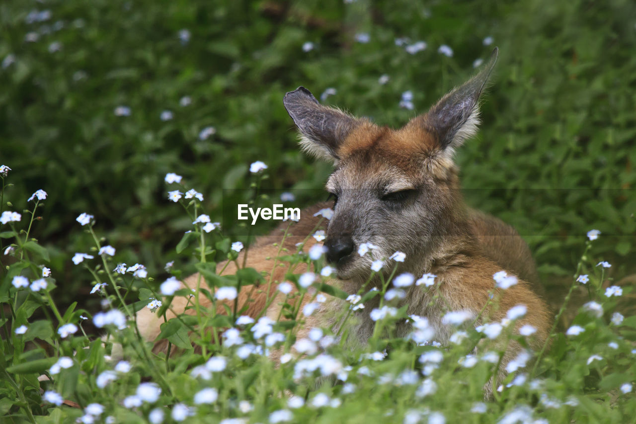 Close-up on kangaroo resting on field