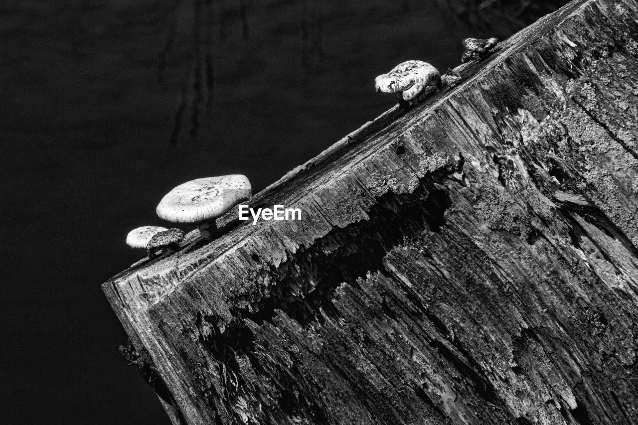 CLOSE-UP OF AN ANIMAL REPRESENTATION ON TREE STUMP