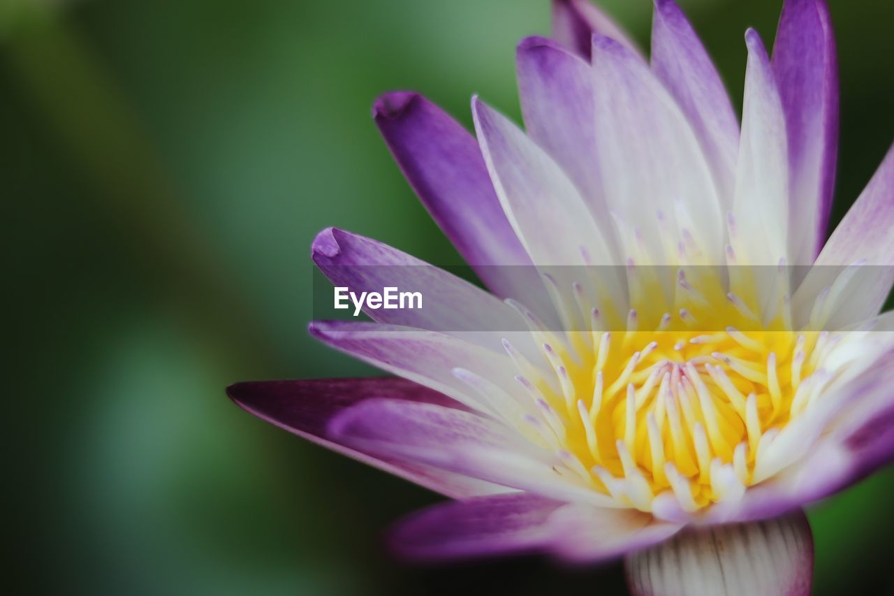 Close-up of purple water lily