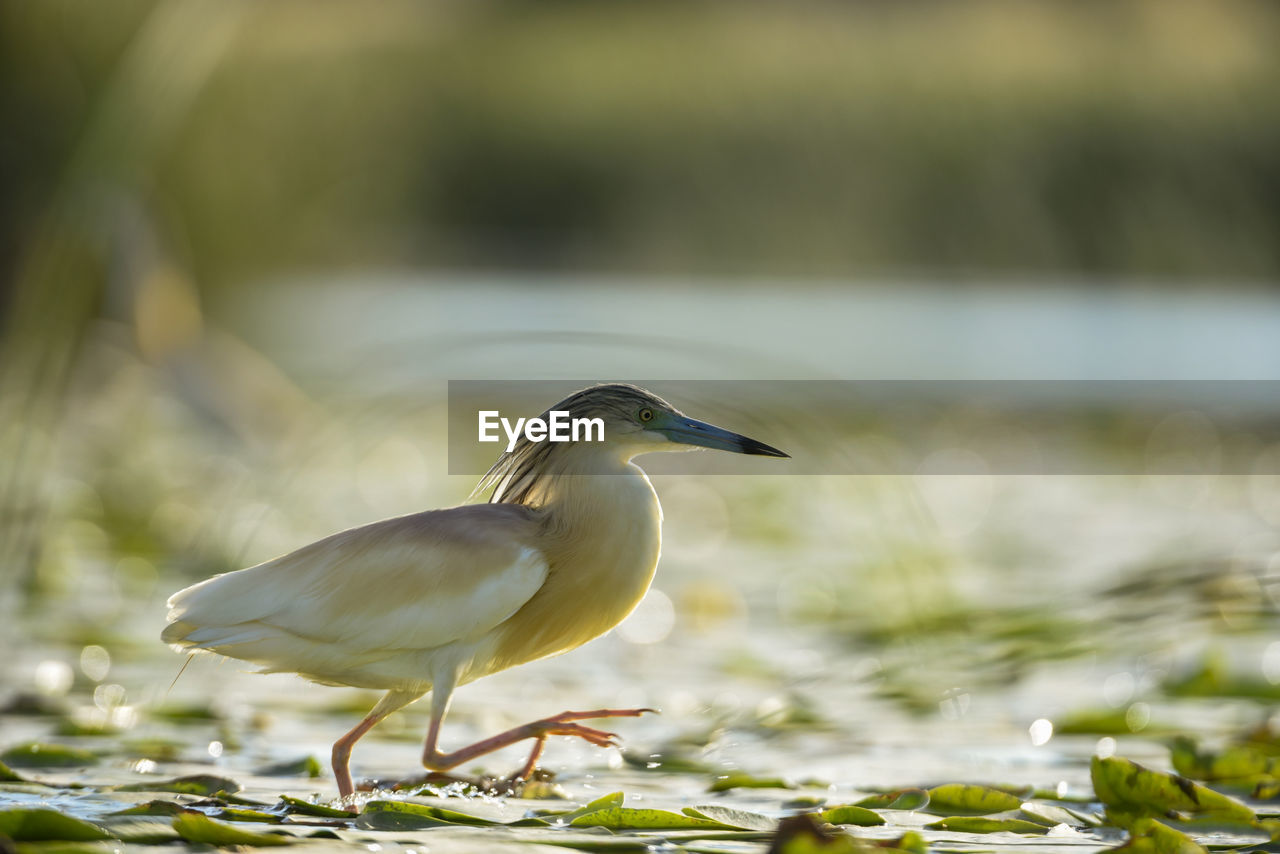 Bird perching on a plant