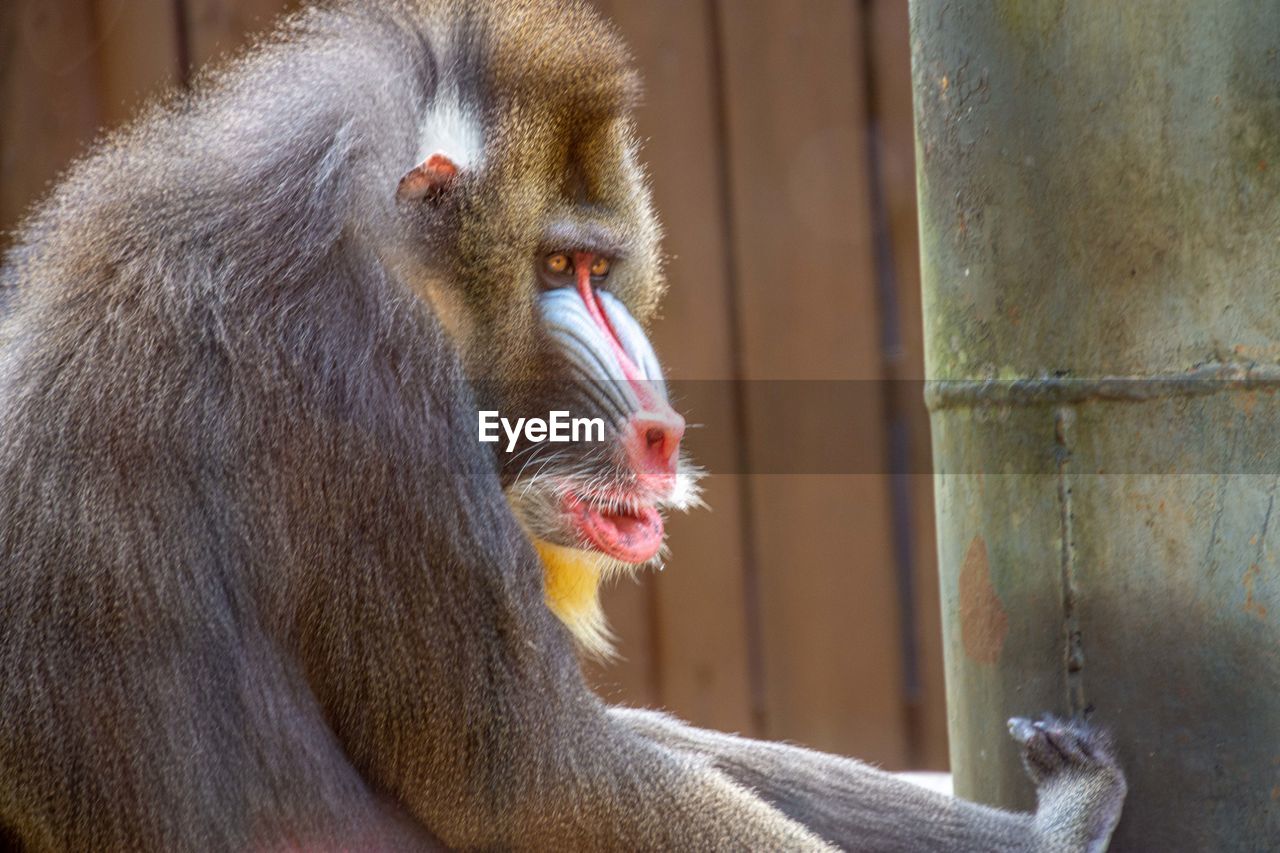 animal, animal themes, monkey, primate, mammal, animal wildlife, old world monkey, one animal, macaque, drill, baboon, wildlife, mandrill, zoo, no people, close-up, animal body part, ape, animals in captivity, focus on foreground, day, outdoors, eating