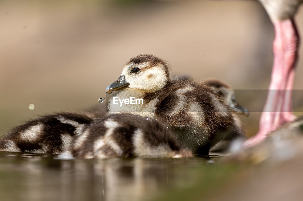 CLOSE-UP OF DUCKLINGS IN LAKE