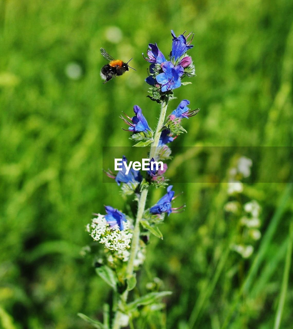 Close-up of bee on purple flower