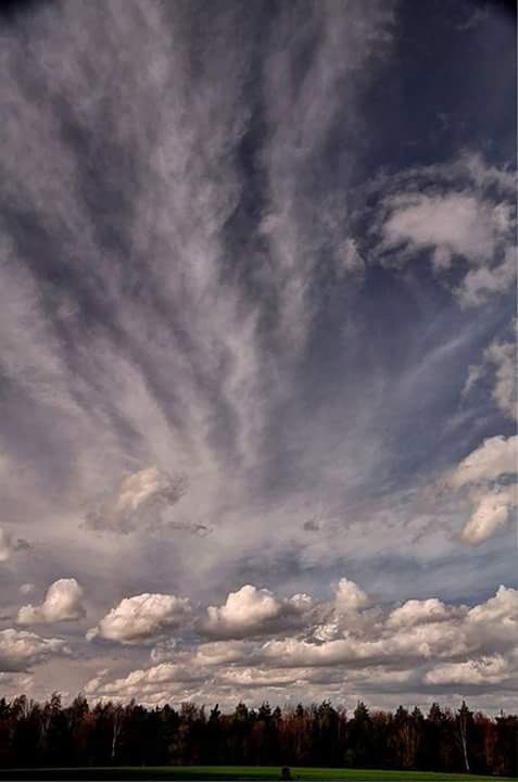 TREES ON LANDSCAPE AGAINST CLOUDY SKY