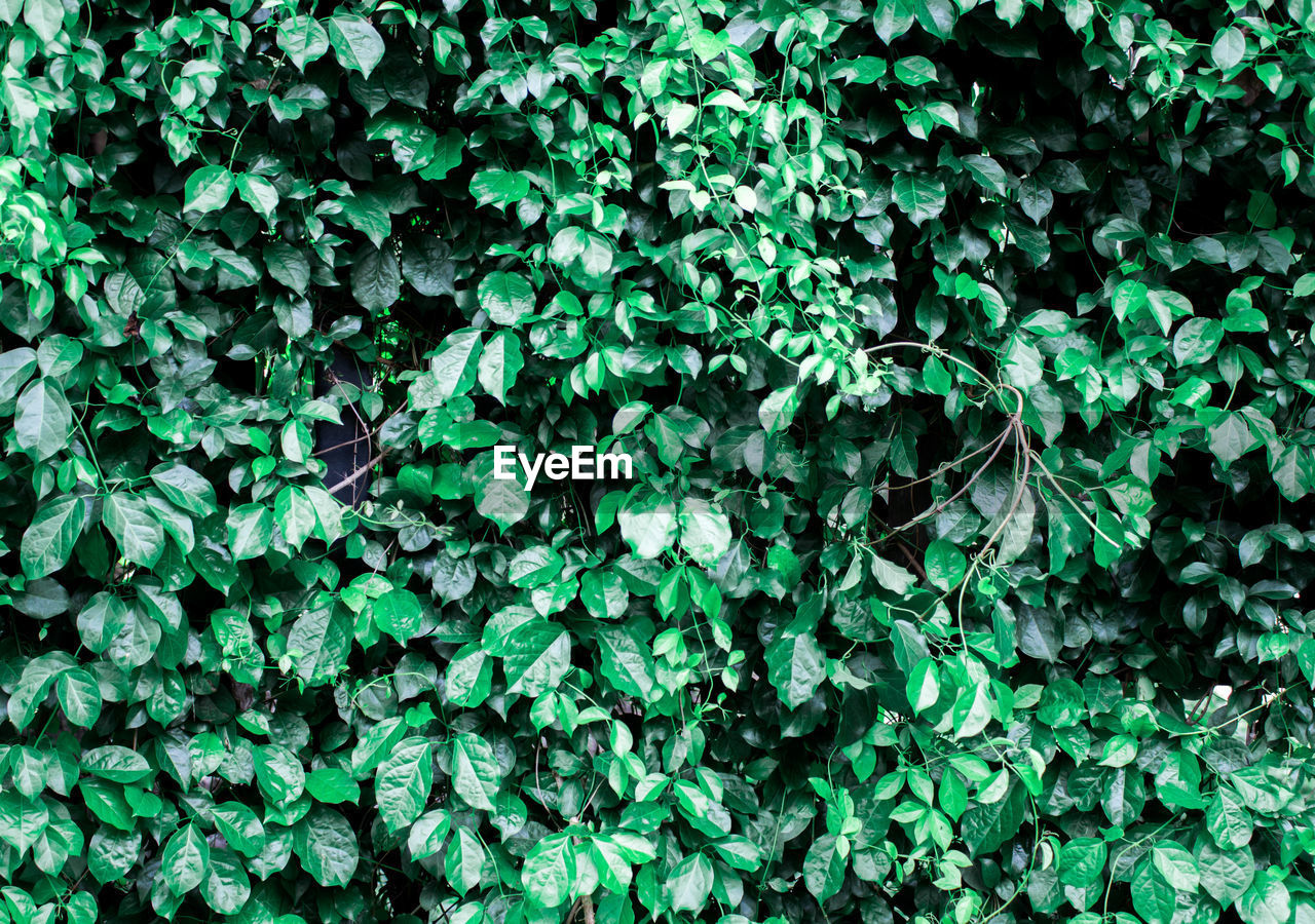 Full frame shot of ivy growing on field