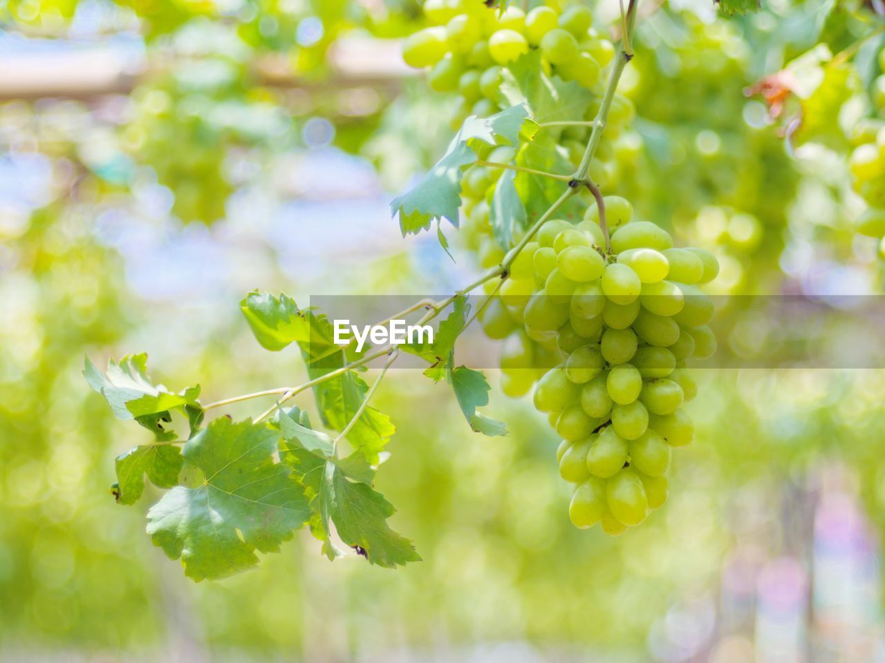 Ripe green grape in vineyard. grapes green taste sweet growing natural. 