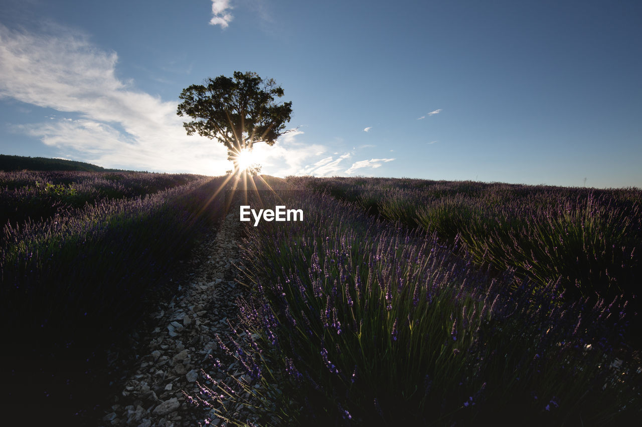 SCENIC VIEW OF FLOWERING PLANTS ON FIELD AGAINST SKY