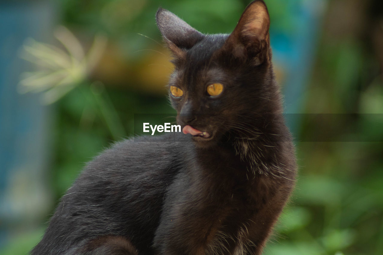 Close-up of a cat looking away