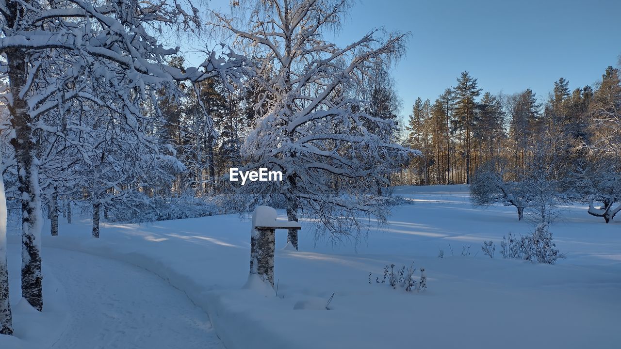 snow, cold temperature, winter, tree, plant, nature, landscape, scenics - nature, environment, beauty in nature, land, forest, tranquil scene, frozen, tranquility, freezing, white, sky, blue, coniferous tree, woodland, non-urban scene, pine tree, no people, frost, pinaceae, polar climate, mountain, branch, pine woodland, footwear, ice, outdoors, idyllic, rural scene, loneliness, day, remote, travel, travel destinations, clear sky, panoramic, water, wrapped, freshness, evergreen tree