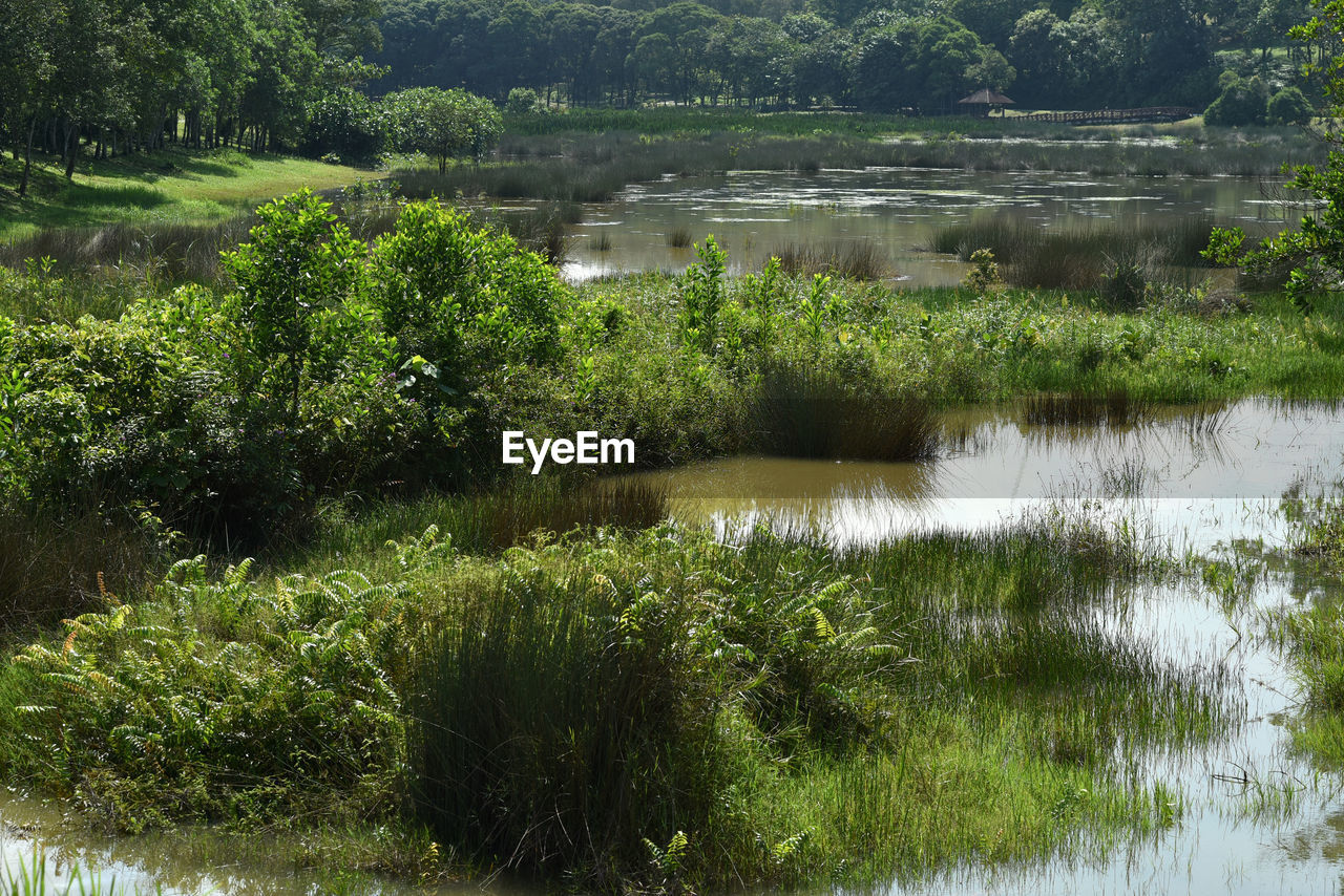 plant, water, tree, beauty in nature, growth, tranquility, natural environment, lake, nature, green, wetland, scenics - nature, tranquil scene, no people, marsh, reflection, day, non-urban scene, floodplain, grass, environment, swamp, land, outdoors, landscape, stream, reservoir, nature reserve, forest, idyllic, wilderness, lush foliage, foliage