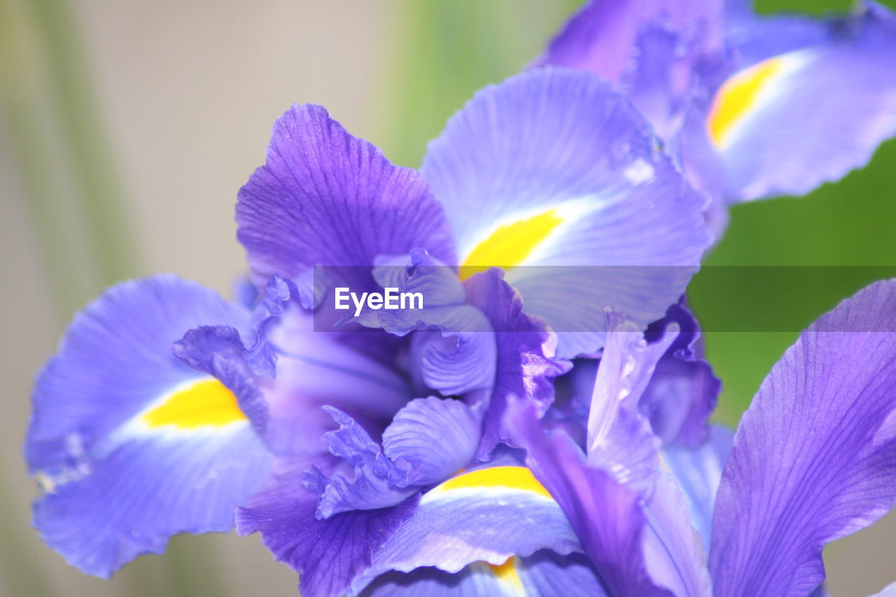 Close-up of purple flowers