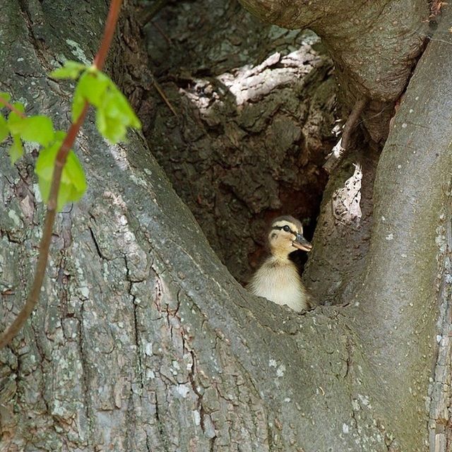 VIEW OF TREE TRUNK