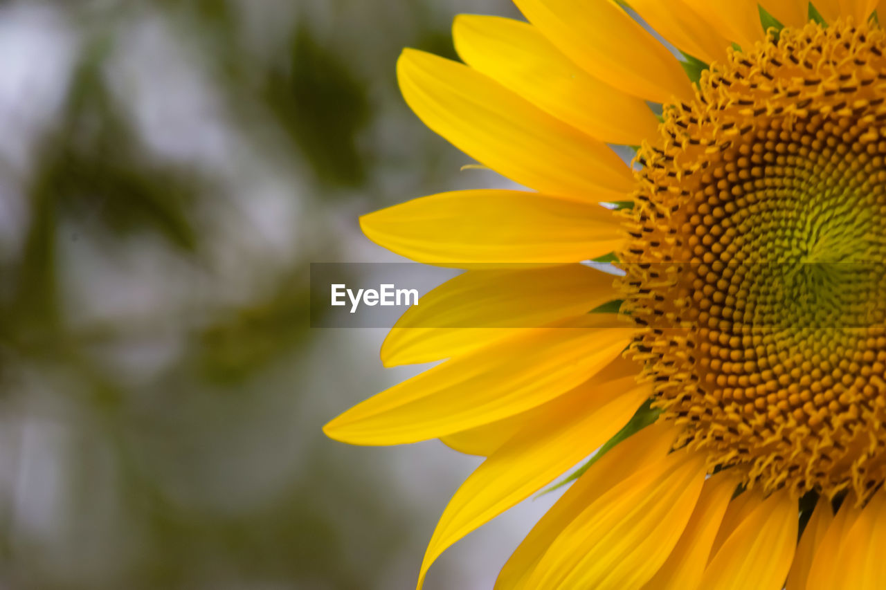CLOSE-UP OF YELLOW SUNFLOWER AGAINST PLANT