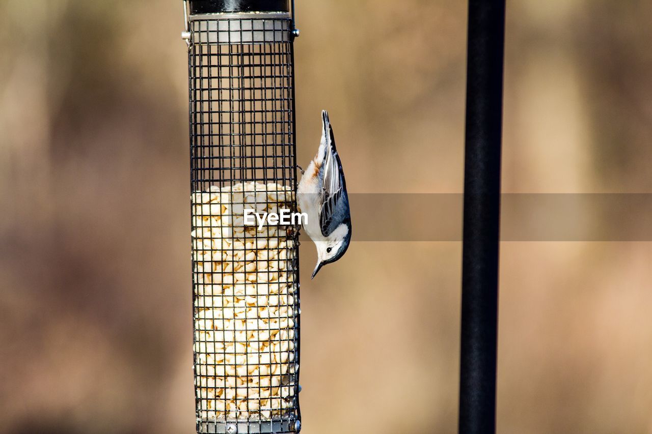 Side view of bird perching on feeder