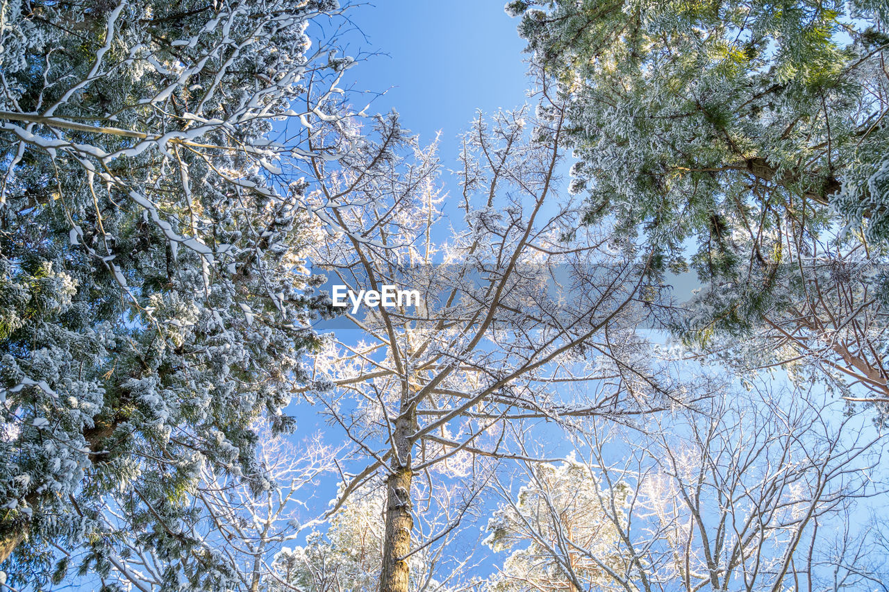 Low angle view of tree against sky