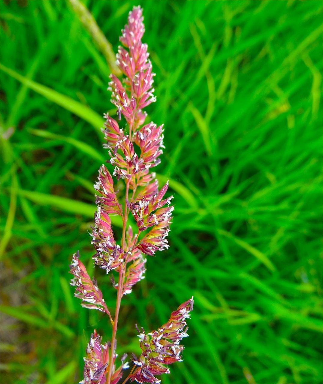 Close-up of flower against grass