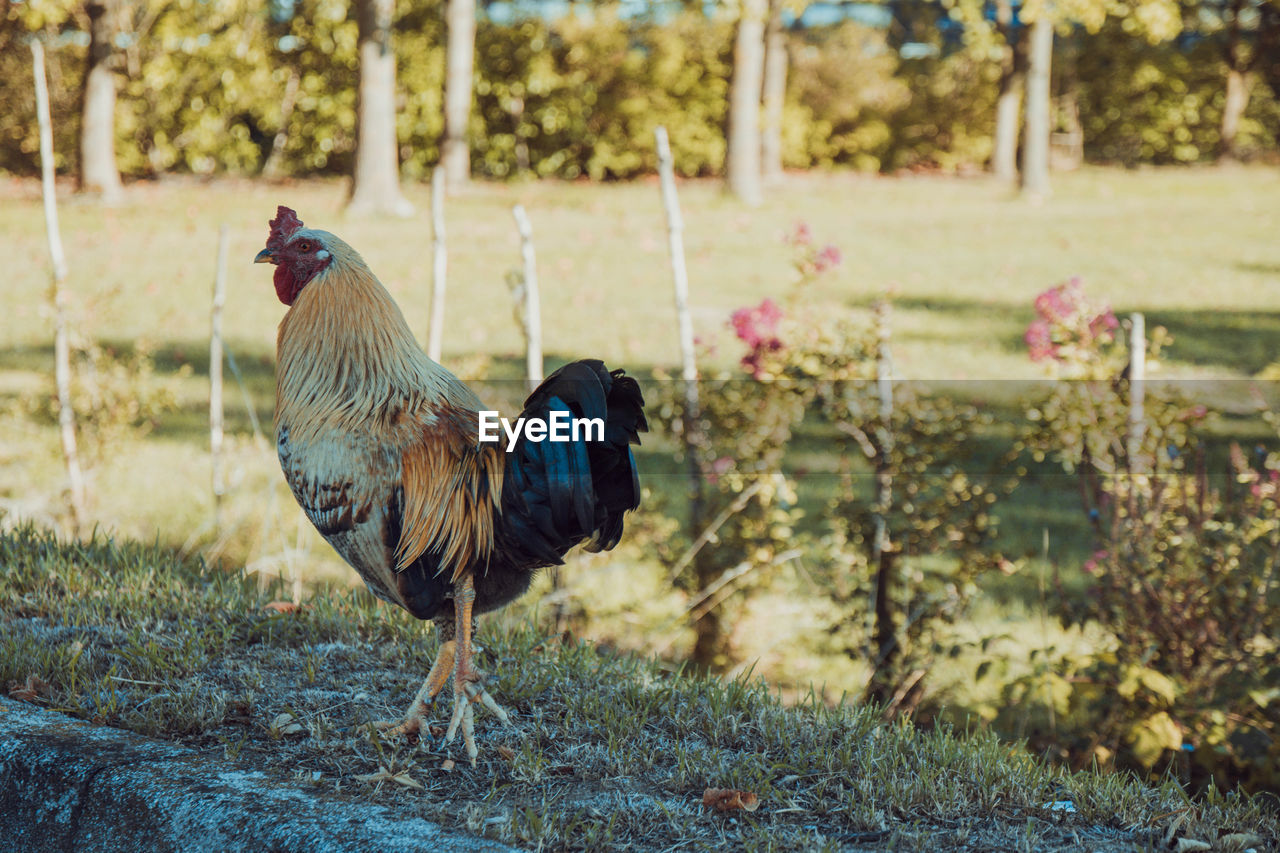 PEACOCK IN A FIELD