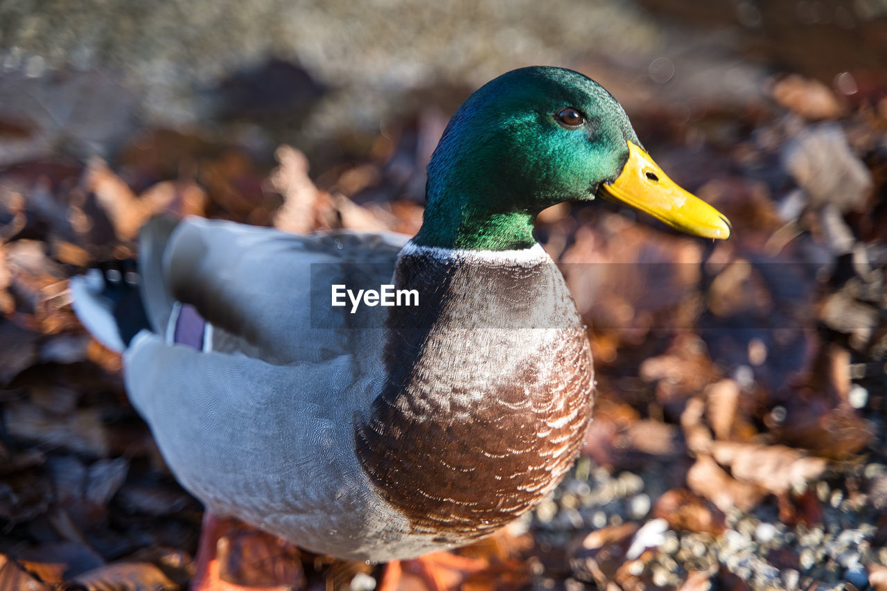 close-up of mallard duck