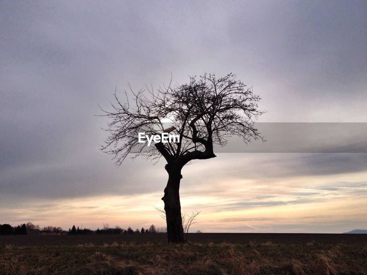 Silhouette bare tree on field against sky