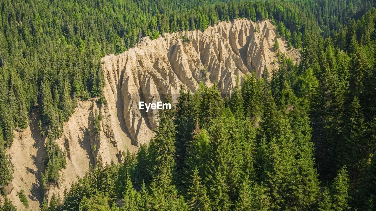 Pine trees in forest