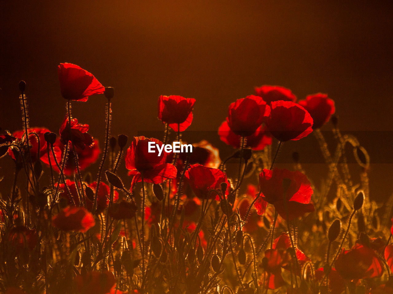 CLOSE-UP OF RED POPPIES ON FIELD AGAINST SKY