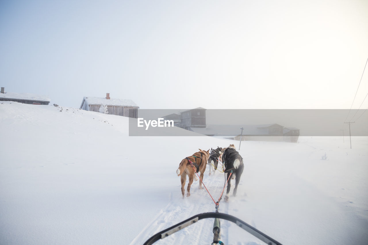 A beautiful husky dog team pulling a sled in beautiful norway morning scenery. 