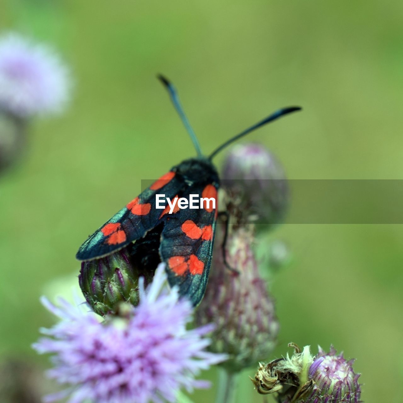 Close-up of butterfly on flower bud